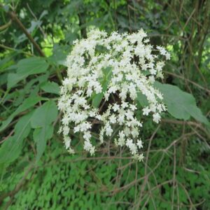 Connect to Your Environment with ‘Wide-Angle Vision’ and ‘Foxwalking’ Image